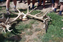 Deer-Antlers